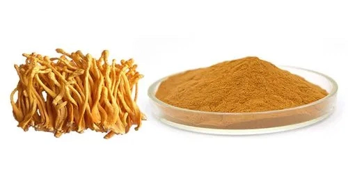 100% Natural Cordyceps Militaris Extract for Dietary Fiber Nutritional Supplements